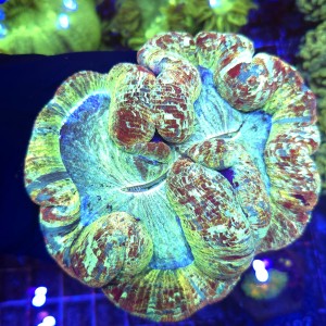 Trachyphyllia Rainbow (Premium) WYSYWIG #1