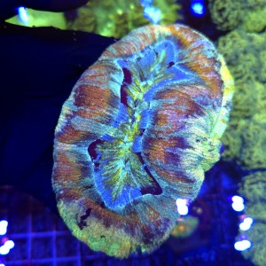 Trachyphyllia Rainbow (Premium) WYSYWIG #2