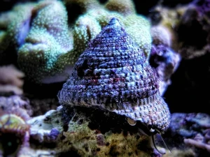 Turbo brunneus – Ślimak Turbo do Akwarium Morskiego (Glonożerny Reef Cleaner)