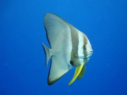 Platax-orbicularis-adulto-20-cm.webp