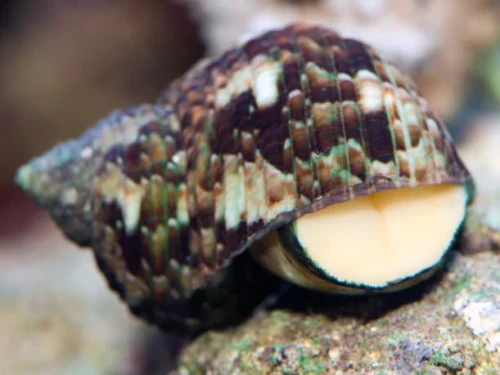 turbo-snail.webp