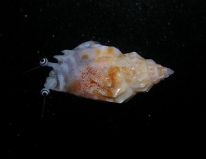 Strombus dentatus – ślimak piaskowy | glonożerny ślimak morski