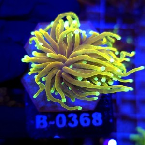 Euphyllia Glabrescens Hellfire WYSIWYG #B0368