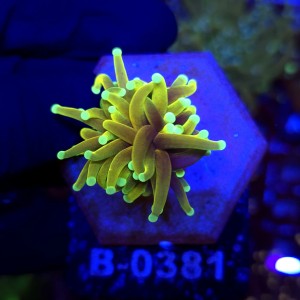 Euphyllia Glabrescens Hellfire WYSIWYG #B0381