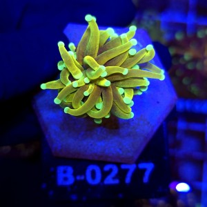 Euphyllia Glabrescens Hellfire WYSIWYG #B0277