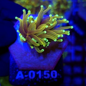 Euphyllia Glabrescens Hellfire WYSIWYG #A0150