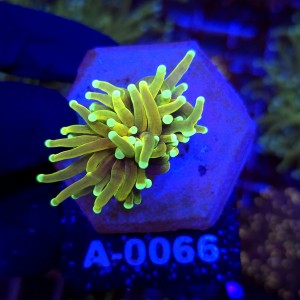 Euphyllia Glabrescens Hellfire WYSIWYG #A0066