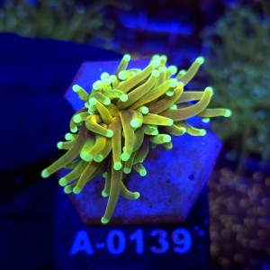 Euphyllia Glabrescens Hellfire WYSIWYG #A0139