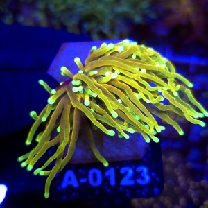 Euphyllia Glabrescens Hellfire WYSIWYG #A0123