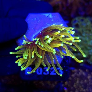 Euphyllia Glabrescens Hellfire WYSIWYG #B0323