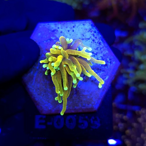 Euphyllia Glabrescens Hellfire WYSIWYG #E0058