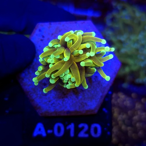 Euphyllia Glabrescens Hellfire WYSIWYG #A0120