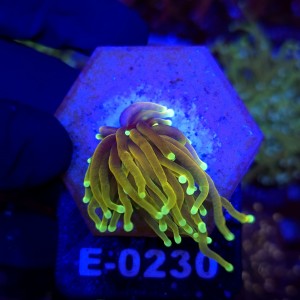 Euphyllia Glabrescens Hellfire WYSIWYG #E0230