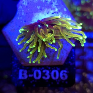 Euphyllia Glabrescens Hellfire WYSIWYG #B0306