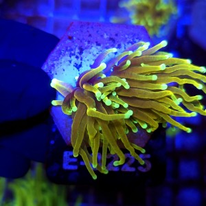 Euphyllia Glabrescens Hellfire WYSIWYG #E0225