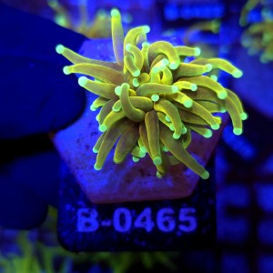 Euphyllia Glabrescens Hellfire WYSIWYG #B0465