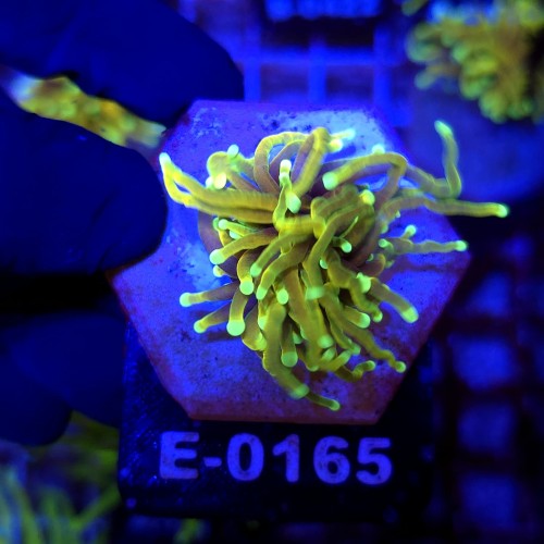 Euphyllia Glabrescens Hellfire WYSIWYG #E0165