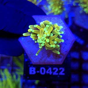 Euphyllia Glabrescens Hellfire WYSIWYG #B0422