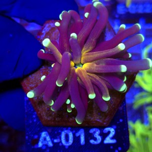 Euphyllia Cristata Tiger Torch Gold WYSIWYG #A0132