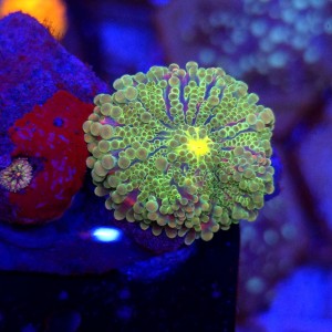 Ricordea Yuma Rainbow WYSIWYG #B0384