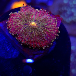 Ricordea Yuma Rainbow WYSIWYG #B0396
