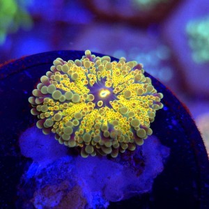 Ricordea Yuma Rainbow WYSIWYG #E0067