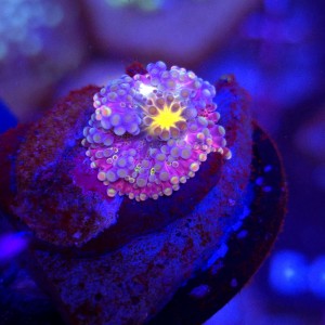 Ricordea Yuma Rainbow WYSIWYG #G0028