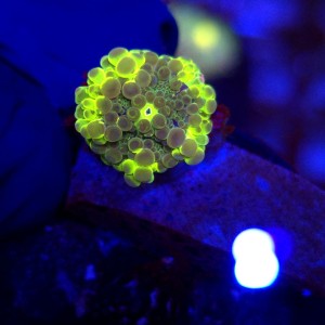 Ricordea Yuma Rainbow WYSIWYG #B0342