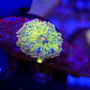 Ricordea Yuma Rainbow WYSIWYG #A0131