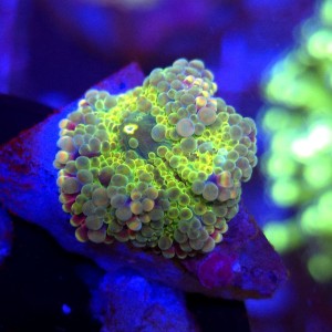 Ricordea Yuma Rainbow WYSIWYG #B0397