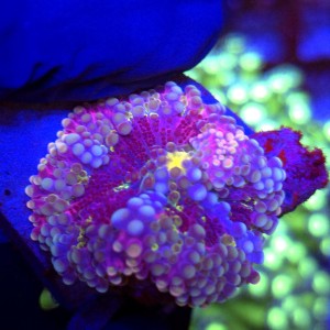 Ricordea Yuma Rainbow WYSIWYG #A0069