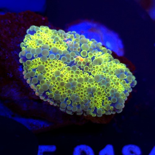 Ricordea Yuma Rainbow WYSIWYG #E0184