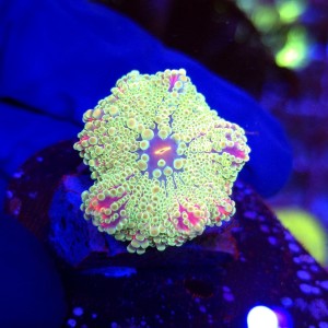 Ricordea Yuma Rainbow WYSIWYG #A0163
