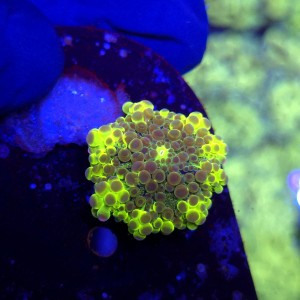 Ricordea Yuma Rainbow WYSIWYG #A0048