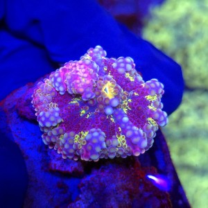 Ricordea Yuma Rainbow WYSIWYG #G0036