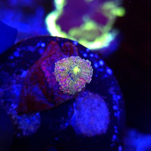 Ricordea Yuma Rainbow WYSIWYG #A0038