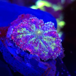 Ricordea Yuma Rainbow WYSIWYG #E0023