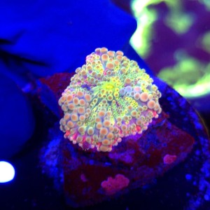 Ricordea Yuma Rainbow WYSIWYG #E0055