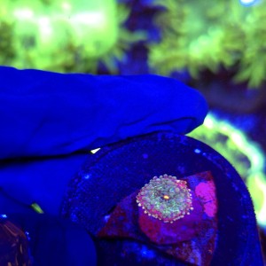 Ricordea Yuma Rainbow WYSIWYG #E0043