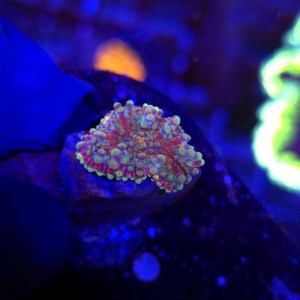Ricordea Yuma Rainbow WYSIWYG #E0064