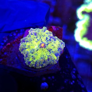 Ricordea Yuma Rainbow WYSIWYG #E0039