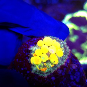 WWC OG Bounce Mushroom Coral WYSIWYG #E00011