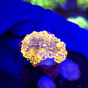 Ricordea Yuma Rainbow WYSIWYG #A0084