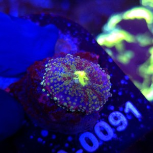 Ricordea Yuma Rainbow WYSIWYG #A0091