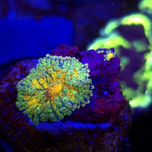 Ricordea Yuma Rainbow WYSIWYG #A0192