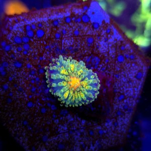 Ricordea Yuma Rainbow WYSIWYG #E0183