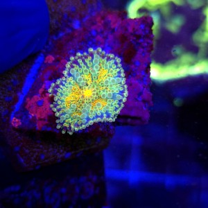 Ricordea Yuma Rainbow WYSIWYG #E0045