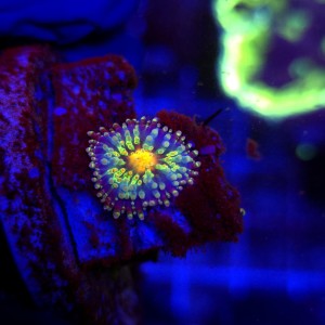Ricordea Yuma Rainbow WYSIWYG #E0024