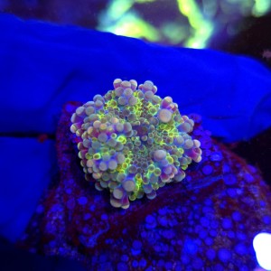 Ricordea Yuma Rainbow WYSIWYG #A0137
