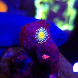 Ricordea Yuma Rainbow WYSIWYG #A0160